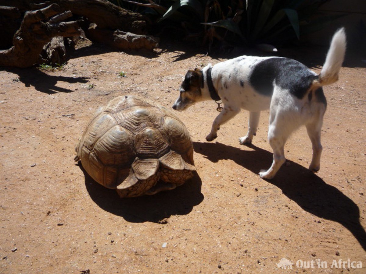 Penny and tortoise